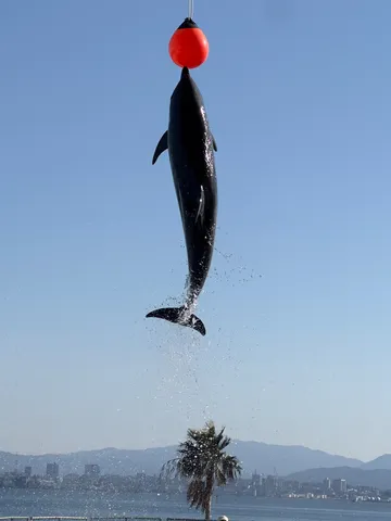 ボールと遊ぶイルカのジャンプ