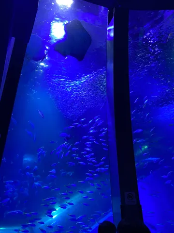 青い水槽の群れと光