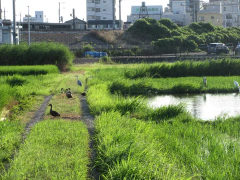 夕暮れの田園に佇む水鳥たち