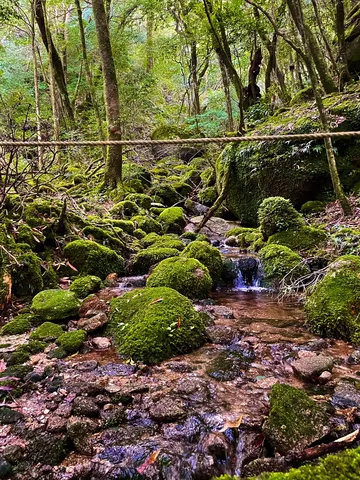 苔むす森のせせらぎ