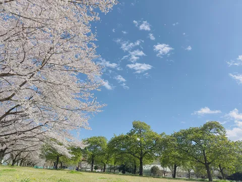 春風と桜吹雪の青空