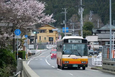 桜とバス、のどかな春の道