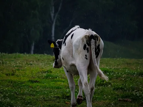 雨粒と牛、静かな風景