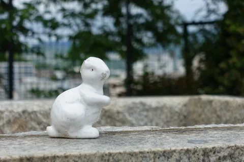 遠くを眺めるウサギ