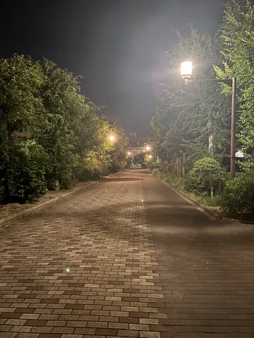 夜道の灯と葉のささやき