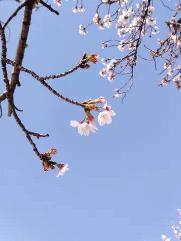 淡い春の息吹、空を彩る桜