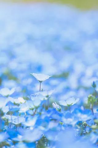水色の絨毯に咲く白花