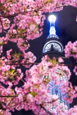 夜桜に彩られた青い煌めき