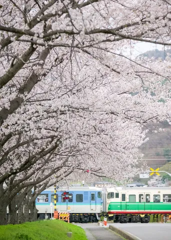 桜の下、お花見列車が通るよ！