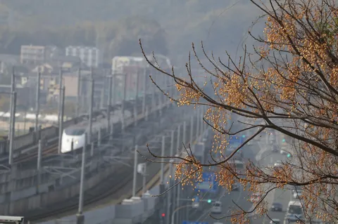 見守る木の実、通り過ぎる列車