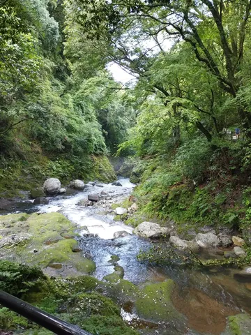 緑深き渓流、癒やしのせせらぎ