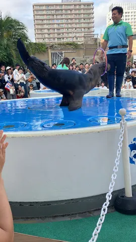 輪と海獣の小さな舞台