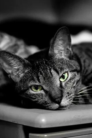 眠る猫と緑の瞳