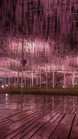 紫の滝、雨の日の庭園