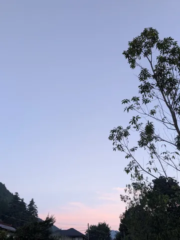 夕暮れに揺れる樹影の記録