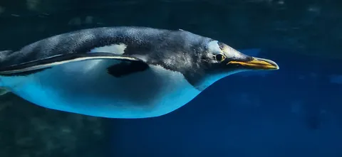 水中を悠々と泳ぐペンギン