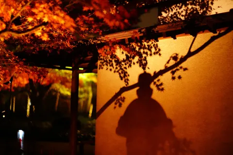 秋夜の壁に映る影と葉