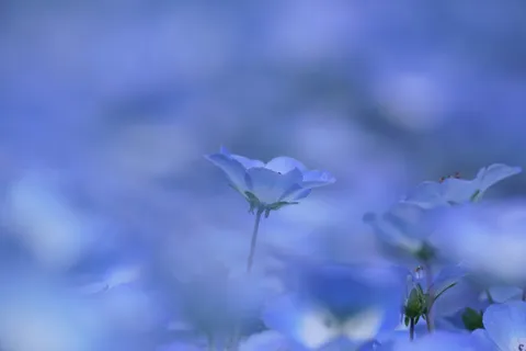水色の夢に包まれて