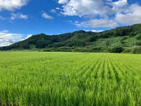 緑の稲穂と青い空のコントラスト