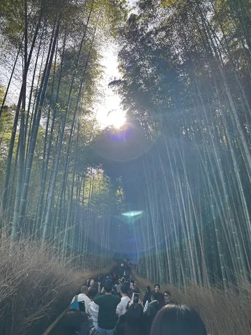 緑のトンネルを抜ける道