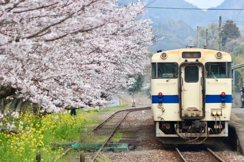 春のローカル線、桜と列車