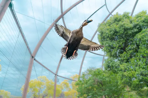 鳥は空を飛ぶ、自然の躍動