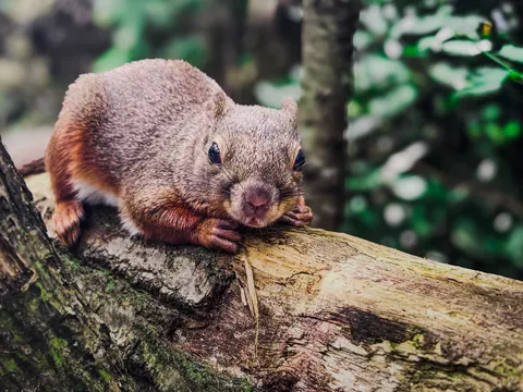 栗鼠