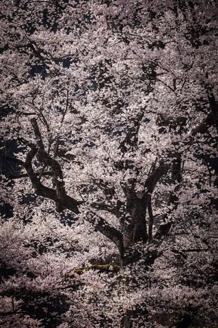 薄桃色の雲、満開の桜
