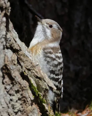 樹上の探求者