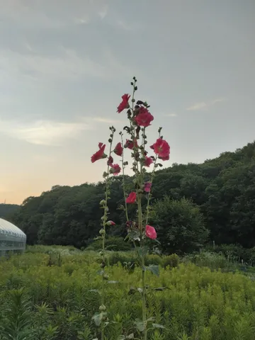 夕暮れに揺れる、夏草と花