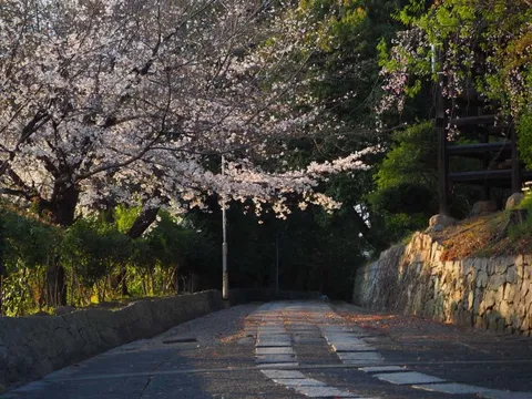 桜舞う小径、石垣の彩