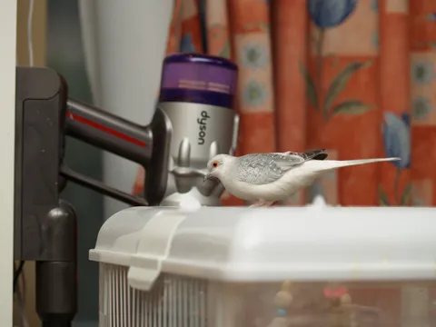 掃除機と鳥、奇妙な同居