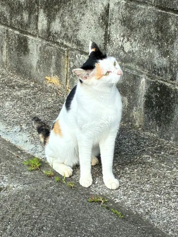 壁際の三毛猫、思案顔