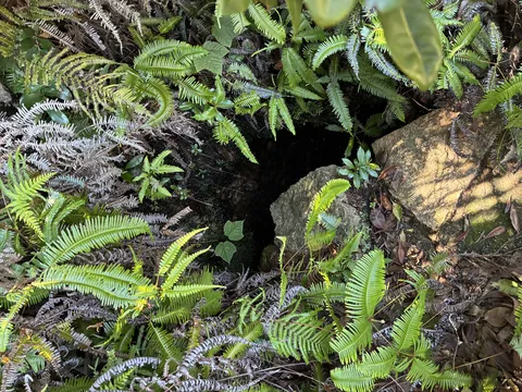 シダが茂る神秘の窪み