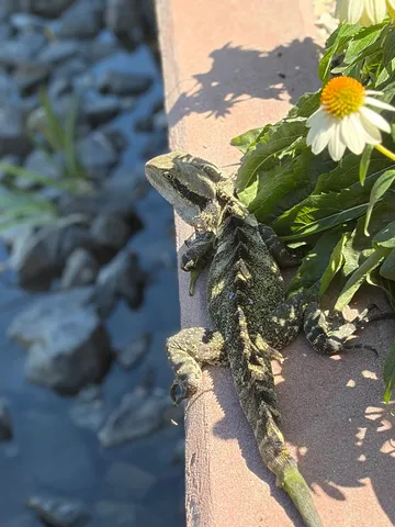 陽光に戯れる緑の影