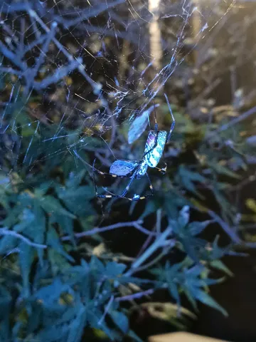夜の青光と蜘蛛の舞