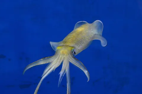 海中の透明な旅人