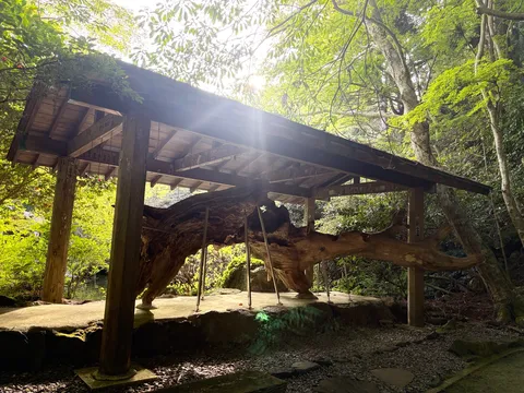 森の奥の神秘的な巨木