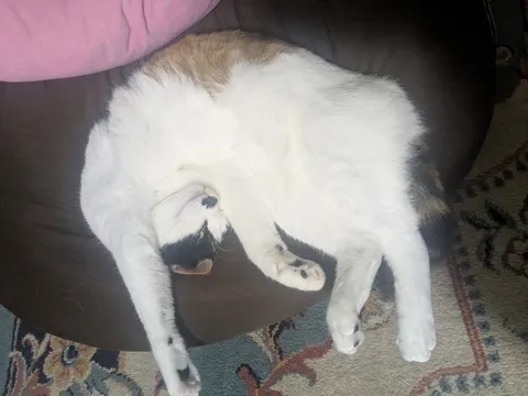 白毛のびのび猫の昼寝
