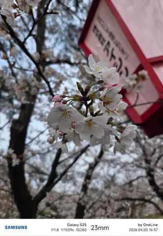 優しく咲く、春の気配