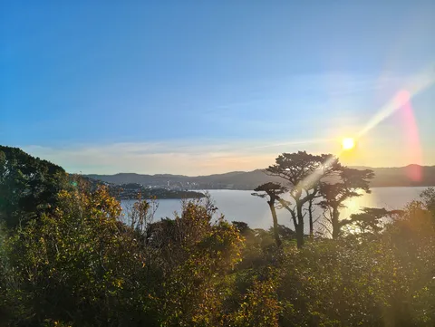 夕暮れに染まる海辺の木々