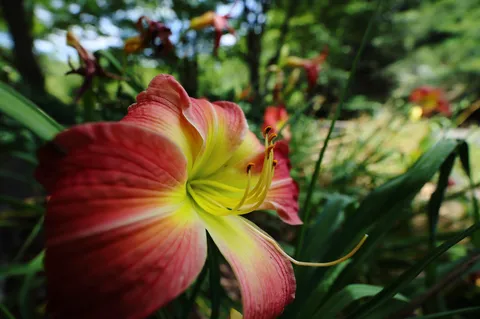 赤と黄の花びらが揺れる