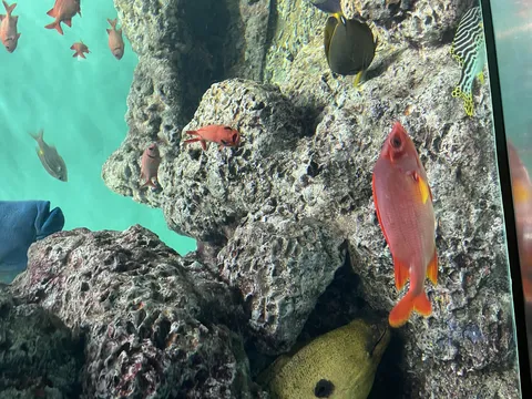岩礁と魚が織りなす水族館