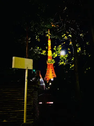 夜に灯るタワーと木々の葉