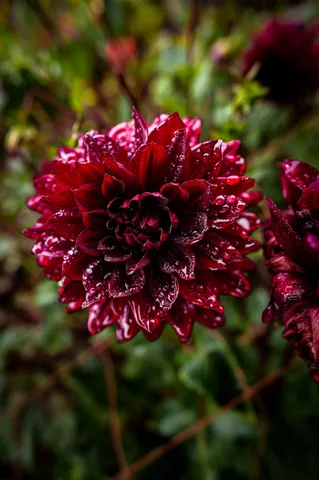 深紅の花に宿る雨の光