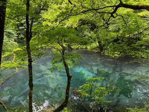 森と水の透明な静寂