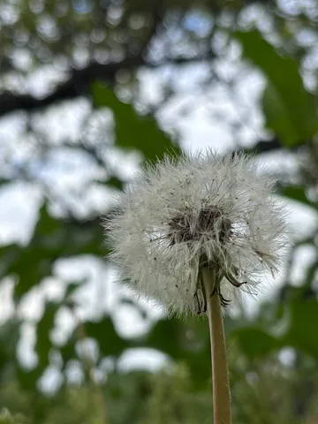 風に舞う、綿毛の儚さ