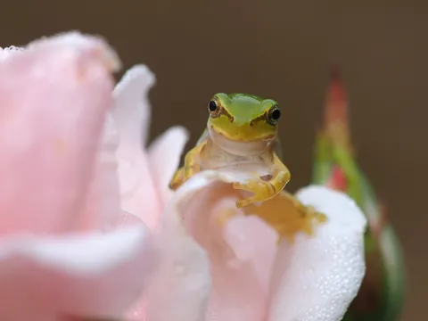 花の上の小さな旅人
