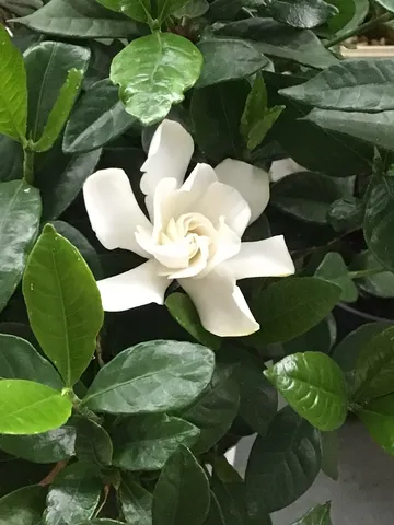 清らかに咲く白い花