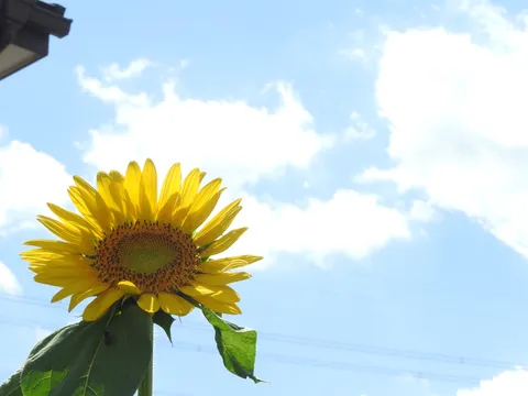 青空とひまわりのコントラスト